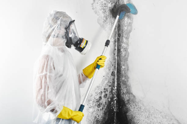 Best Mold Odor Removal Services  in Ava, MO