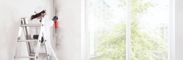 Best Mold Remediation for Healthcare Facilities  in Ava, MO